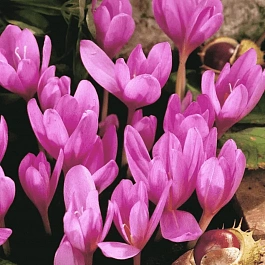 Колхикум Violet Queen