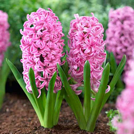 Гиацинт садовый Пинк Перл