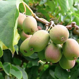 Актинидия гибридная Колбасиной (женский)