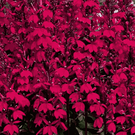 Лобелия прекрасная Fan F1 Burgundy
