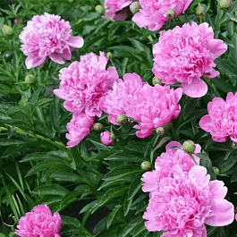 Пион Молочноцветковый Mons Jules Elie