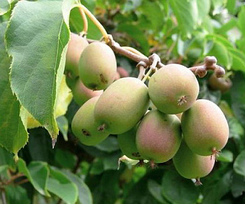 Актинидия гибридная Колбасиной (женский)