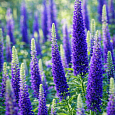 Вероника колосистая BLUE BOUQUET