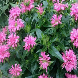 Монарда гибридная Melua Pink