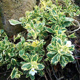 Арабис (Резуха) Кавказский Variegata