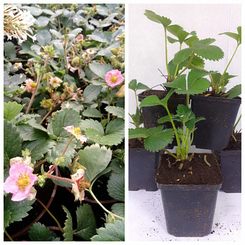 Земляника садовая Газана НАБОР 5ШТ