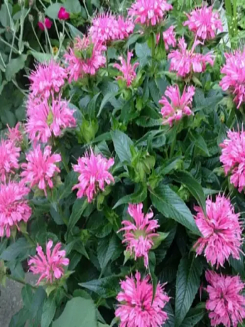 Монарда гибридная Melua Pink