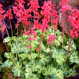 Гейхера Hercules