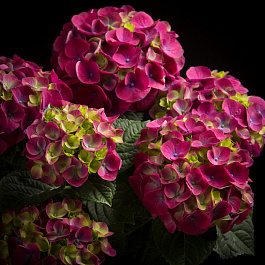 Гортензия крупнолистовая Нинбо