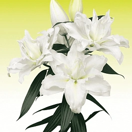 Лилия Roselily Jacintha