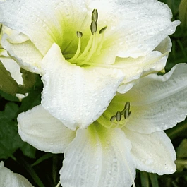 Лилейник Gentle Shepherd