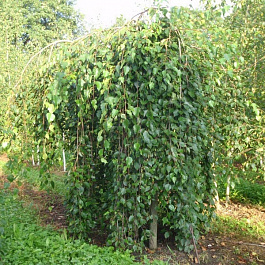 Берёза полезная Long Trunk на штамбе