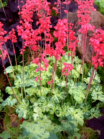 Гейхера Hercules