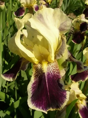 Ирис германский Salonigue