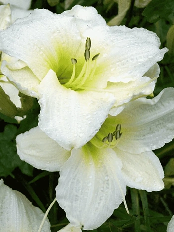 Лилейник Gentle Shepherd