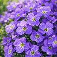 Аубриета Florado Blue Eye