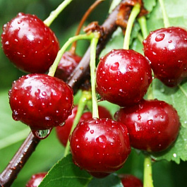 Вишня обыкновенная Вянок