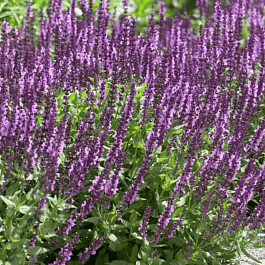 Шалфей дубравный Amethyst