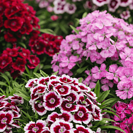 Гвоздика турецкая Diabunda Formula Mix