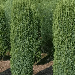 Можжевельник обыкновенный Hibernica