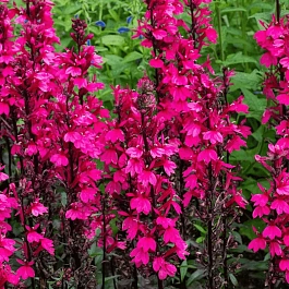 Лобелия прекрасная Starship Deep Rose