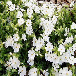 Флокс шиловидный Maischnee