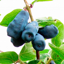 Жимолость съедобная Трое друзей