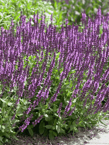 Шалфей дубравный Amethyst