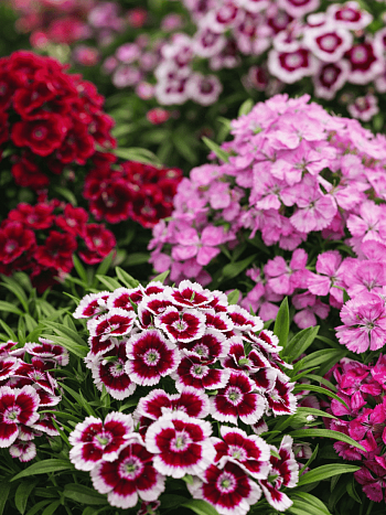 Гвоздика турецкая Diabunda Formula Mix