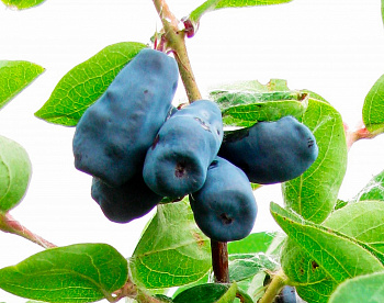 Жимолость съедобная Трое друзей