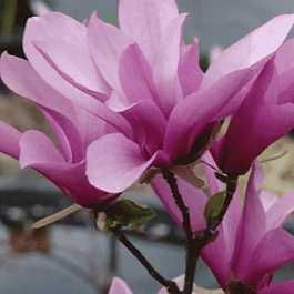 Магнолия лилиецветная Betty