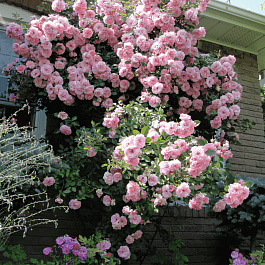 Роза Плетистая John Davis