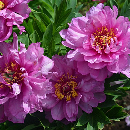 Пион ИТО-гибрид Ферст Арривал