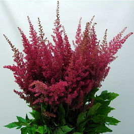 Астильба Арендса Эльза Шлук