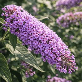 Буддлея давида Wisteria lane