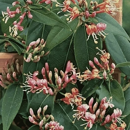 Жимолость Генри