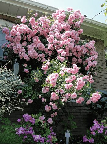 Роза Плетистая John Davis