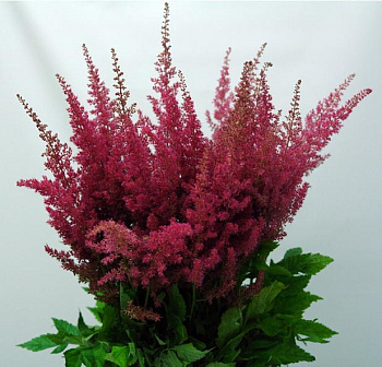 Астильба Арендса Эльза Шлук