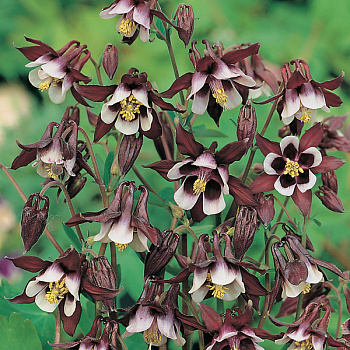 Аквилегия обыкновенная Вилльям Гиннес Аквилегия обыкновенная Вилльям Гиннес