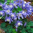 Аквилегия вееровидная Spring Magic Blue And White