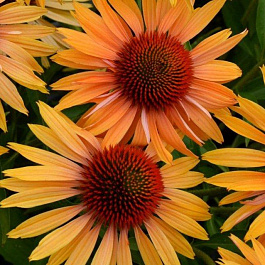 Эхинацея пурпурная Ориндж Пэшн Эхинацея пурпурная Ориндж Пэшн