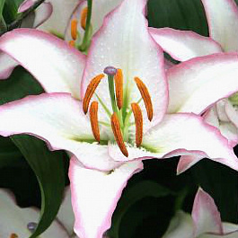 Лилия восточная Милессимо