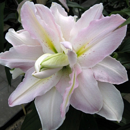 Лилия восточная махровая Дабл Измаил