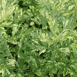 Полынь обыкновенная Aureovariegata