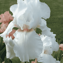 Ирис германский Immortality