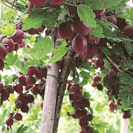 Крыжовник Hinnonmaki rod на штамбе