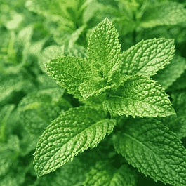 Мята колосистая Casablanca