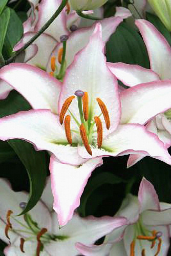 Лилия восточная Милессимо