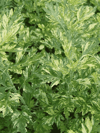 Полынь обыкновенная Aureovariegata