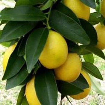 Цитрус Лаймкват Юстис